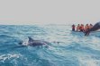 Amazing Dolphins Tour
